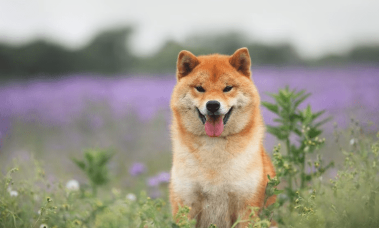 Shiba Inu Revival? That Is Why A Resurgence May Be