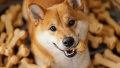 Shibarium Sees Brief Outage Amid Shiba Inu’s Layer 3 Blockchain Ambitions