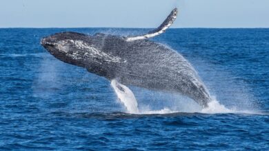 Ethereum Whale Offloads Holdings Amidst Market Downturn